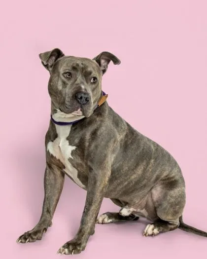 An adult large-sized male Pit Bull Terrier dog named Tank for adoption in Sevierville, TN