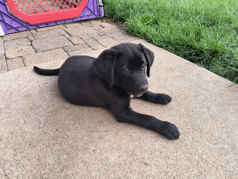 A baby medium-sized male Labrador Retriever dog named Petey for adoption in Aurora, IL