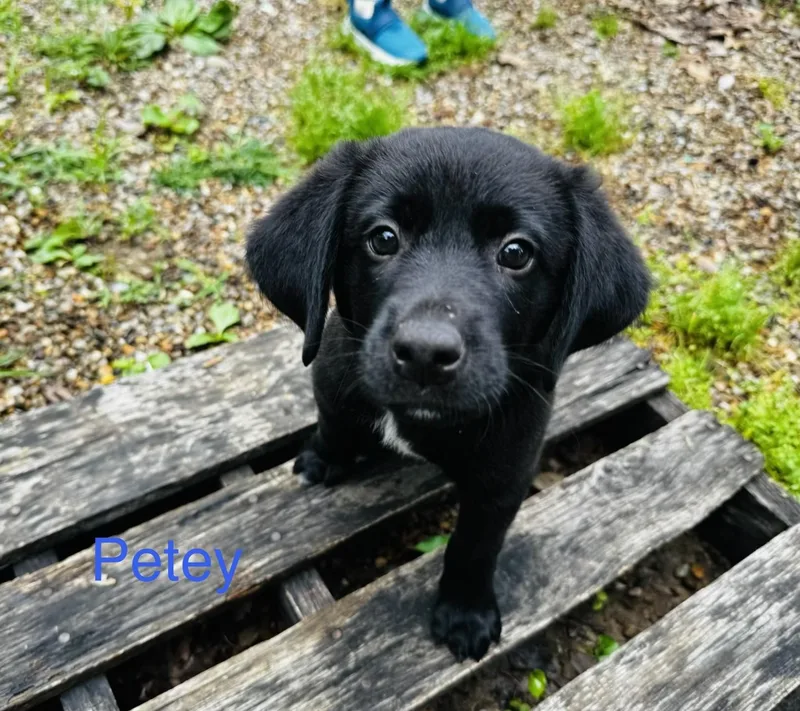 Petey thumbnail 2