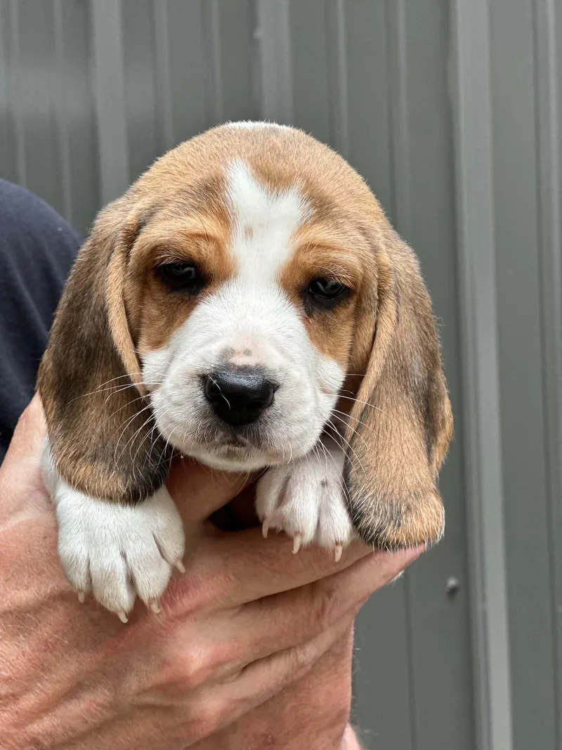 A baby medium-sized male Beagle dog named Bocephus for adoption in Lewisville, IN