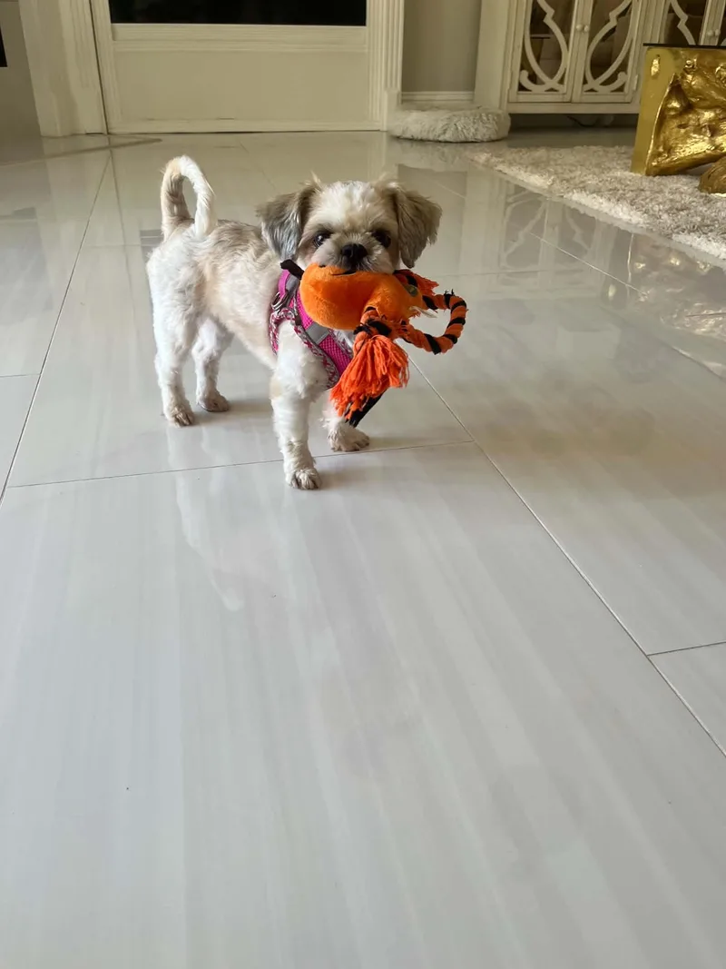 A young small-sized female Shih Tzu dog named Hope for adoption in Maitland, FL
