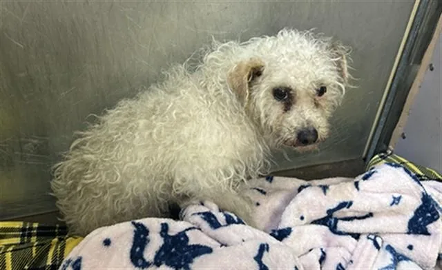 A young small-sized female Poodle dog named Delilah for adoption in Martinez, CA