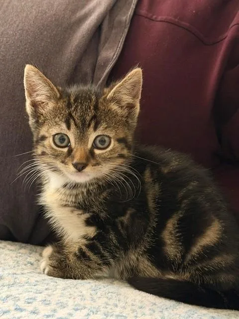 A baby small-sized male Domestic Short Hair cat named Lubu for adoption in Santa Maria, CA