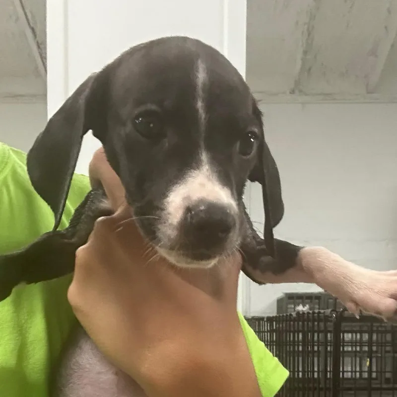 A baby small-sized female Black Basset Hound dog named Martini for adoption in Tampa, FL