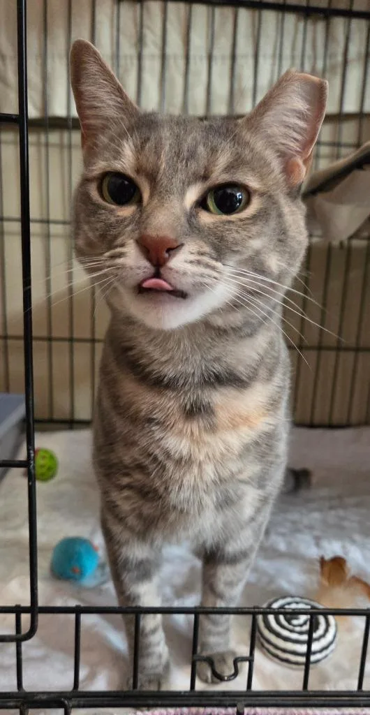An adult small-sized female Domestic Short Hair cat named Nami for adoption in Rutherfordton, NC