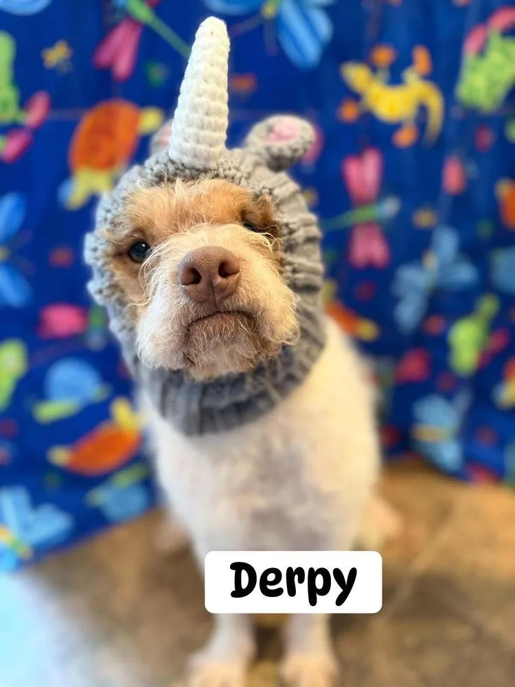 A young small-sized male Mixed Breed dog named Derpy for adoption in Scranton, PA