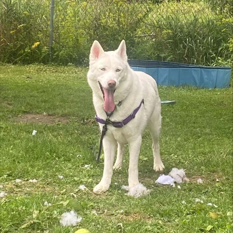An adult large-sized female White / Cream Mixed Breed dog named Lumi for adoption in Oshkosh, WI