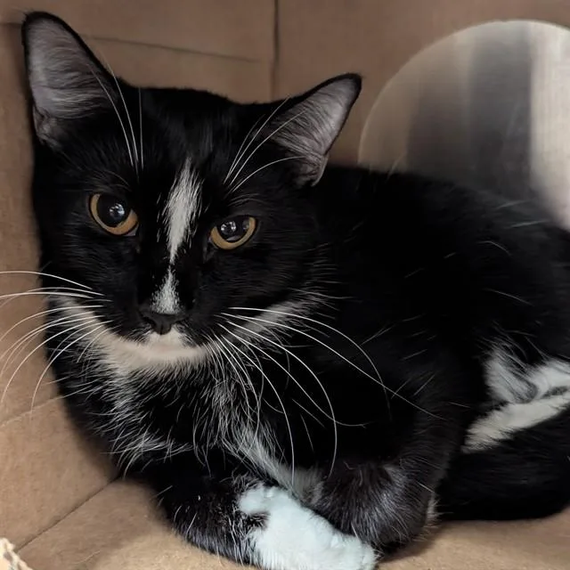 A young medium-sized female Domestic Short Hair cat named Tux for adoption in Olivette, MO