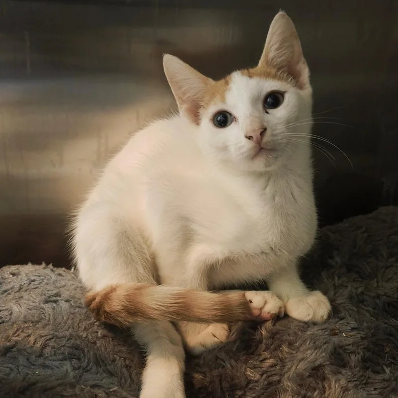 A baby small-sized male White Domestic Short Hair cat named Reese for adoption in Parkland, FL