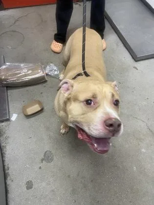 An adult large-sized male Mixed Breed dog named Chowder for adoption in West Chester, PA