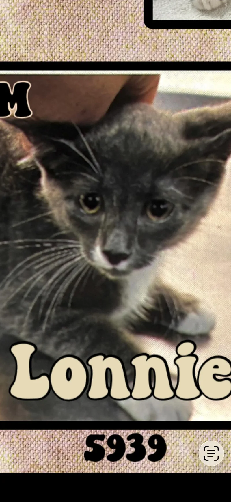 A young medium-sized male Tabby (Gray / Blue / Silver) American Shorthair cat named Lonnie for adoption in Marvin, NC