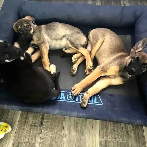 Lyla Liu thumbnail 2