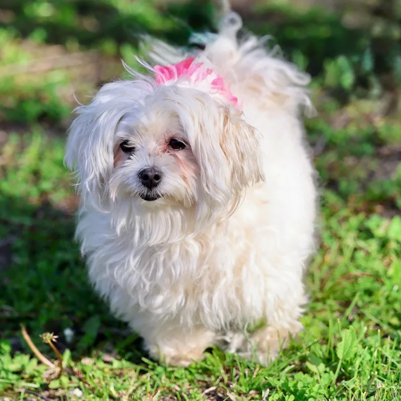 An adult small-sized female Maltese dog named Priscilla for adoption in Palatine, IL
