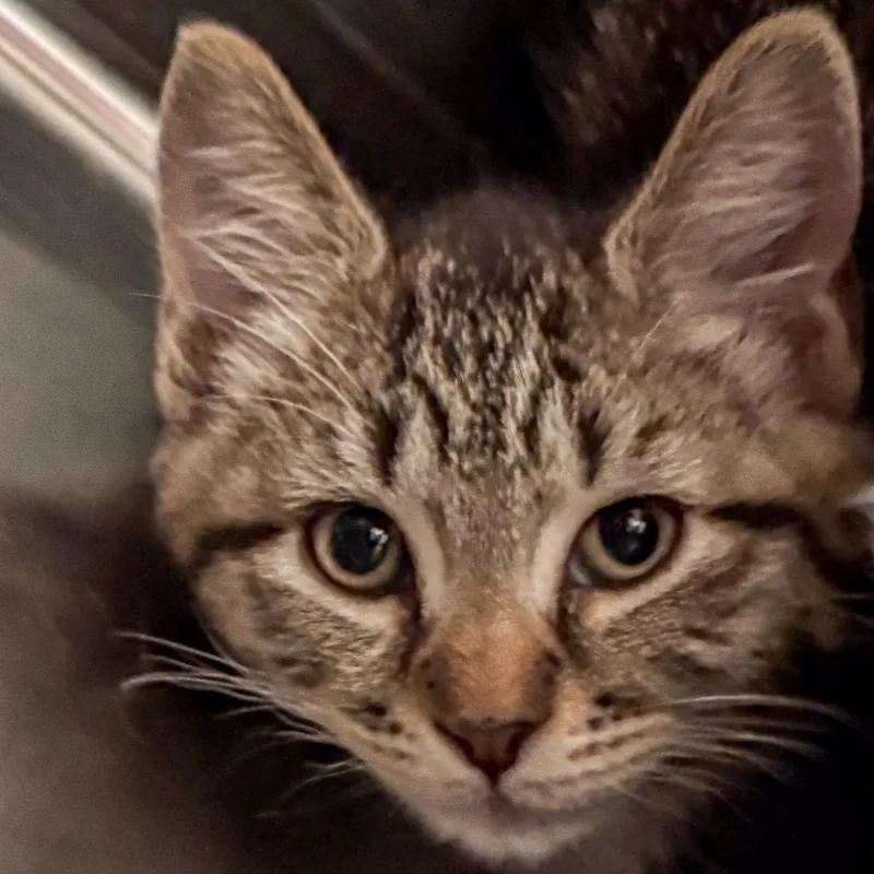 A baby small-sized female Brown / Chocolate Domestic Short Hair cat named Jazzy for adoption in Kennebunk, ME
