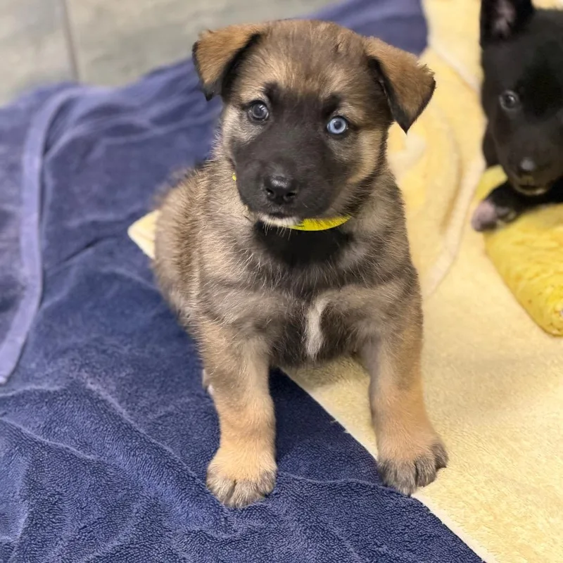 A baby medium-sized male Yellow / Tan / Blond / Fawn Shepherd dog named Pringle for adoption in Wellington, FL
