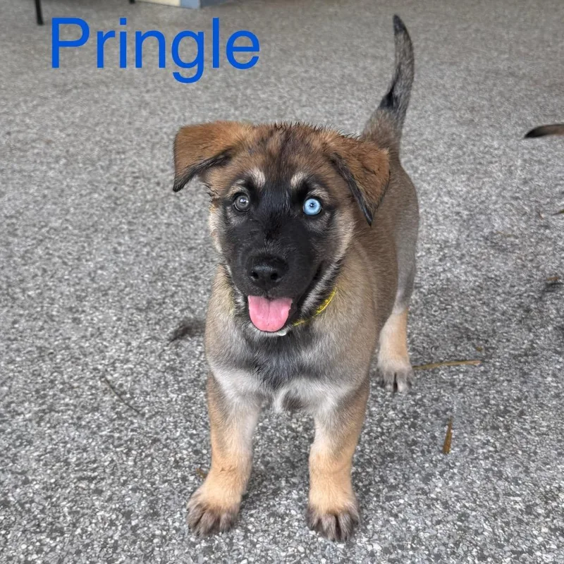 Pringle thumbnail 3