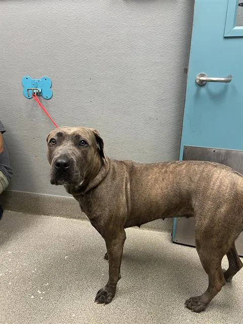 A young large-sized female Cane Corso dog named Stone for adoption in Las Vegas, NV