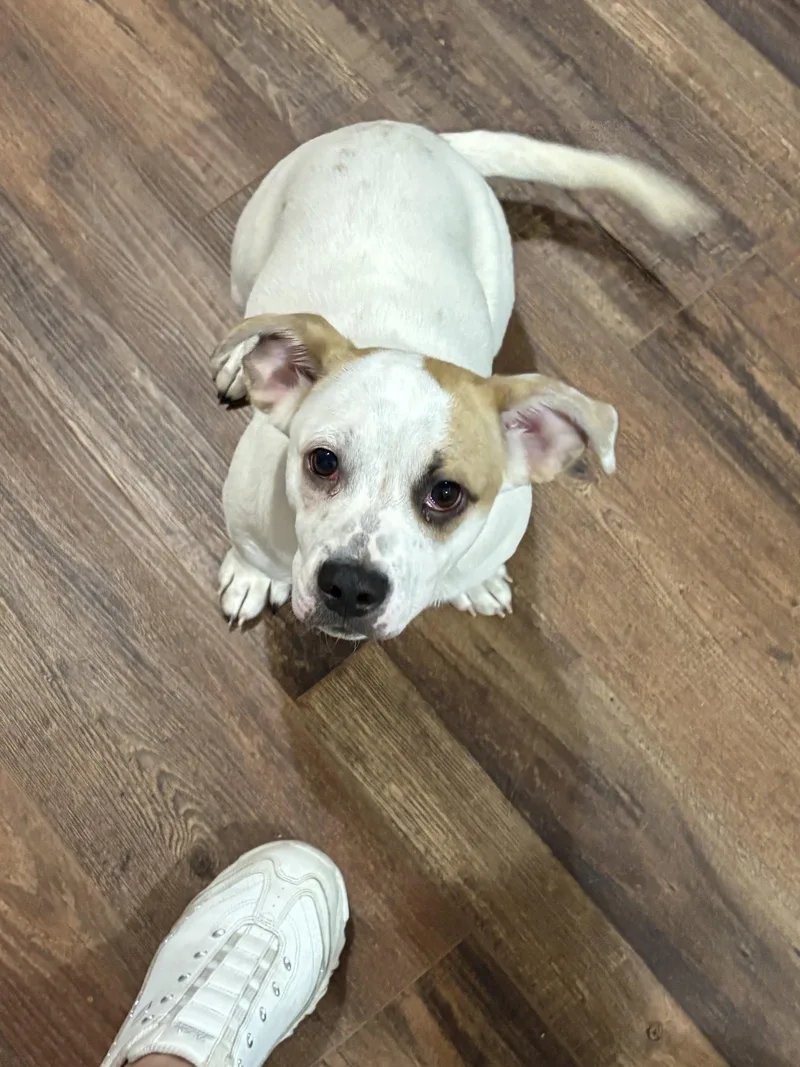 Marshmallow The bestest pup