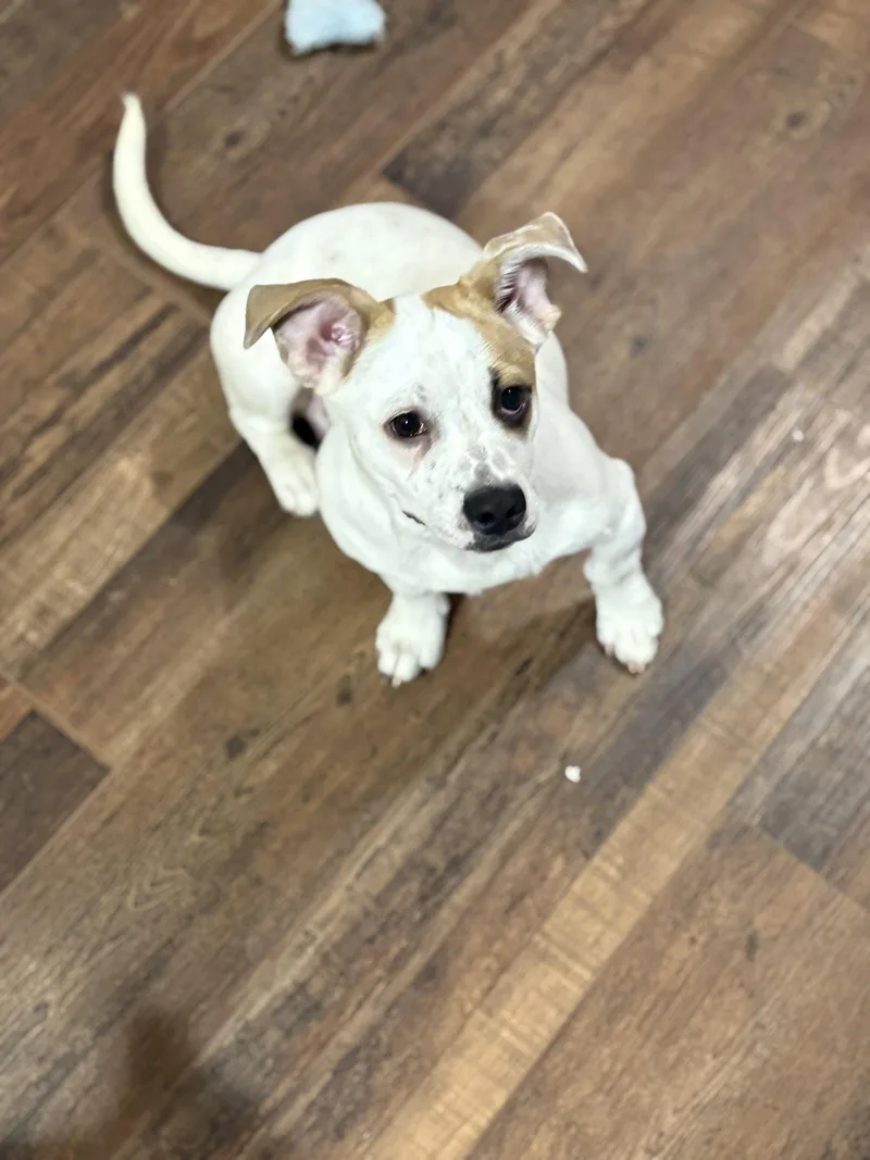 Marshmallow The bestest pup thumbnail 2