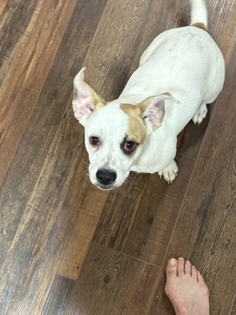 Marshmallow The bestest pup thumbnail 3