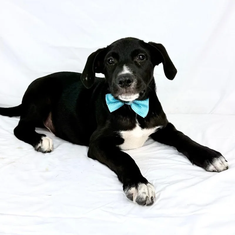 A baby medium-sized male Black Shepherd dog named Tarentino  Local October for adoption in Brookshire, TX