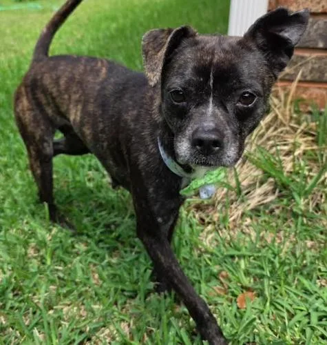 A young small-sized female Brindle Boston Terrier dog named Pixie for adoption in North Richland Hills, TX