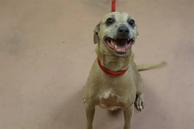 An adult medium-sized male Mixed Breed dog named Oliver for adoption in Columbia, SC