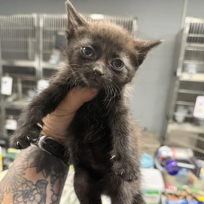 A baby small-sized male Black Domestic Short Hair cat named Huckleberry for adoption in Marion, VA