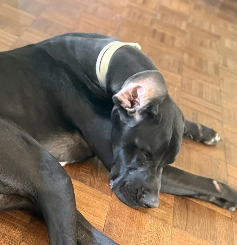 A young extra large-sized male Black Great Dane dog named Bane for adoption in Wilmington, IL