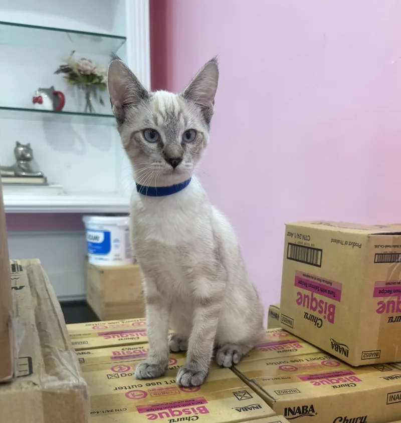 A young small-sized male Buff / Tan / Fawn Siamese cat named Kenny for adoption in Whittier, CA