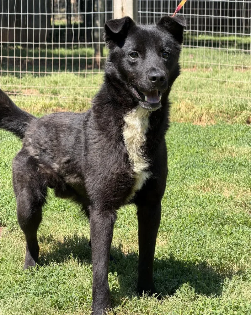 A young large-sized male Black Shepherd dog named Roo for adoption in Catlett, VA