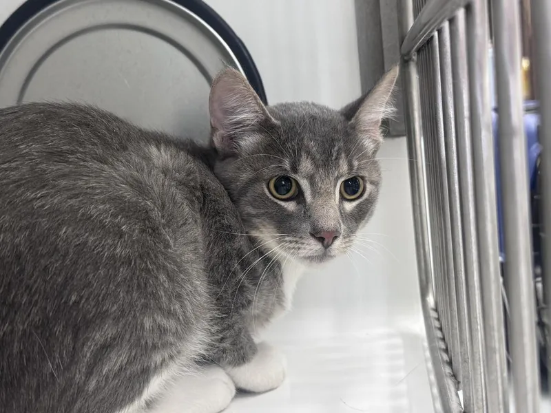 Nova