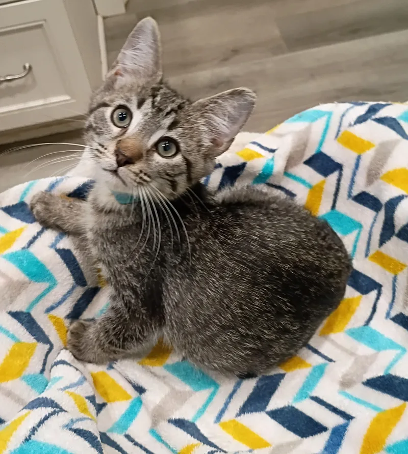 A baby medium-sized male Tabby (Gray / Blue / Silver) Domestic Short Hair cat named Pepsi super snuggly for adoption in Hendersonville, TN