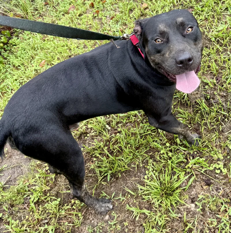 An adult medium-sized male Rottweiler dog named Kj for adoption in Palm Coast, FL
