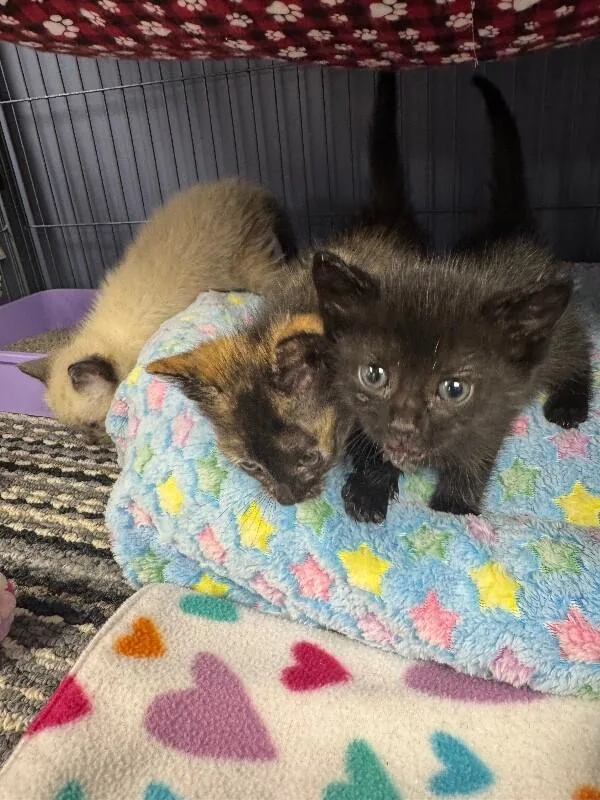 An adult medium-sized male Domestic Short Hair cat named Hershey's Chocolate for adoption in Belton, MO