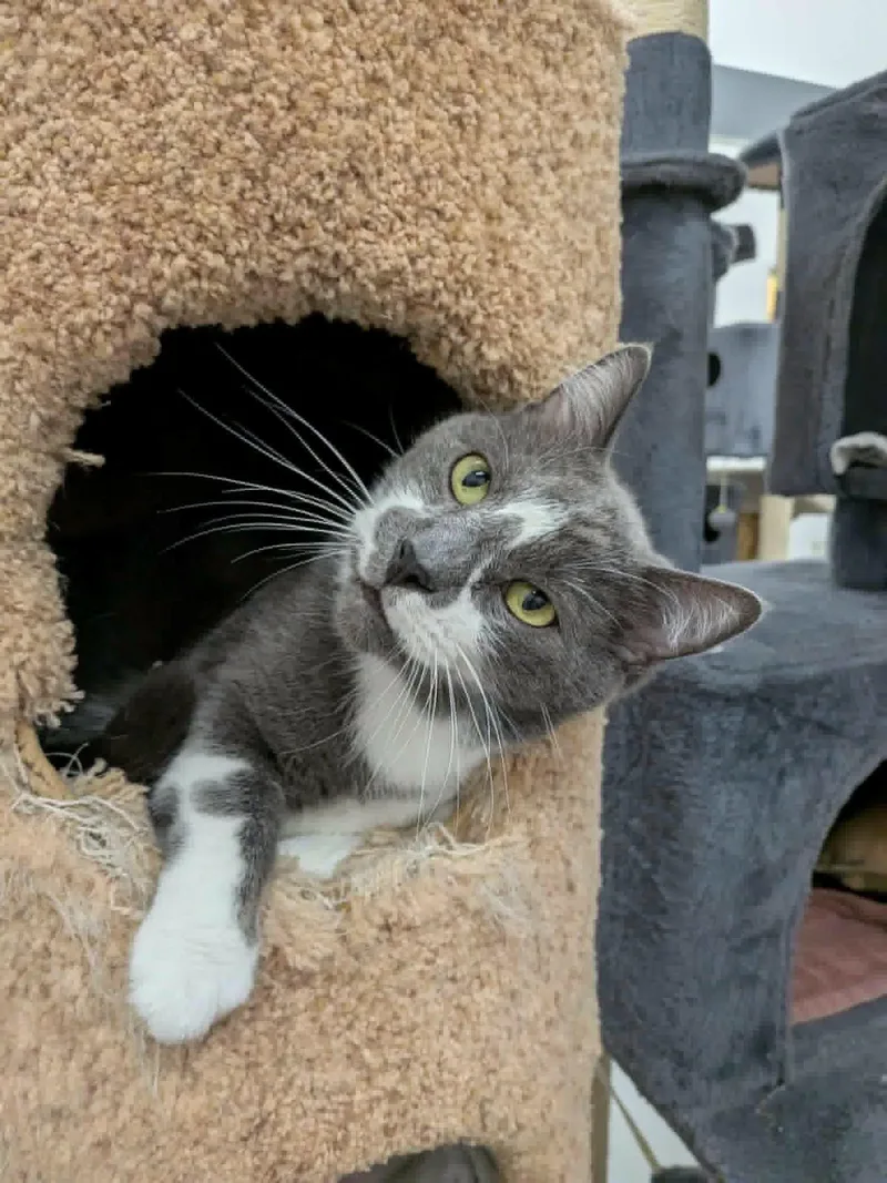 An adult large-sized male Gray & White Domestic Short Hair cat named Greyam for adoption in West Palm Beach, FL