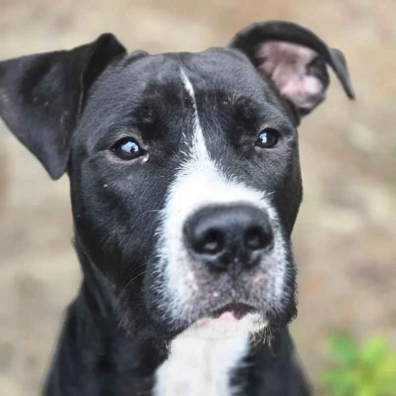 A young large-sized male Black Great Dane dog named Jake From State Farm for adoption in QUINCY, FL