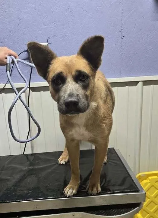 A young medium-sized female Cattle Dog dog named Amber for adoption in Waverly, OH