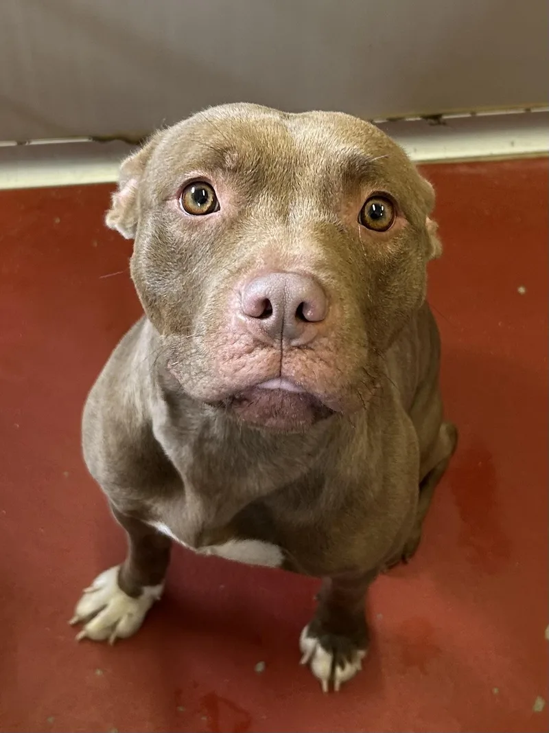 An adult medium-sized female Brown / Chocolate Pit Bull Terrier dog named Gabby for adoption in Mason City, IA