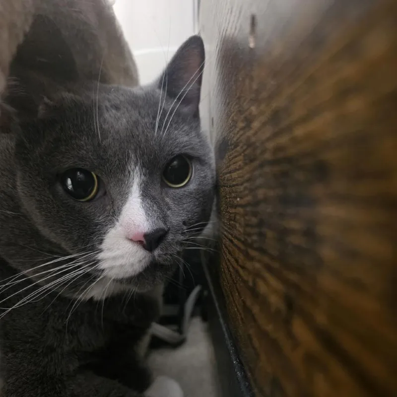 An adult extra large-sized male Gray / Blue / Silver Domestic Short Hair cat named Nougat for adoption in Philadelphia, PA