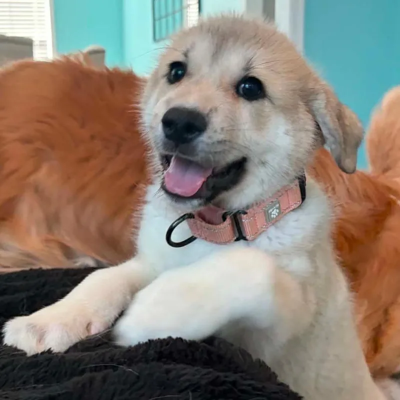 A baby small-sized female Gray / Blue / Silver Mixed Breed dog named Butterfield for adoption in Fredericksburg, VA
