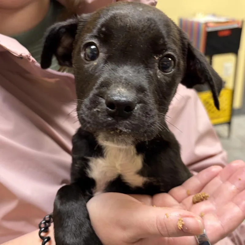 Tamsyn's Team Pup: Tilly