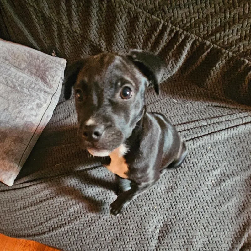 Tamsyn's Team Pup: Tilly thumbnail 2