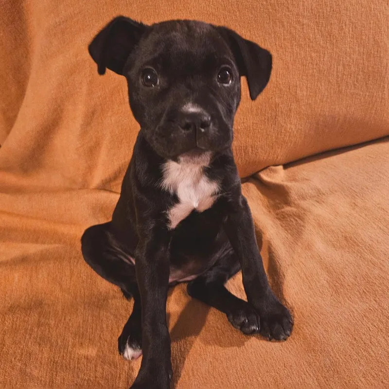 Tamsyn's Team Pup: Tilly thumbnail 3