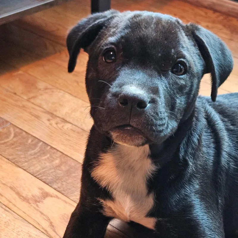 Tamsyn's Team Pup: Tilly thumbnail 4