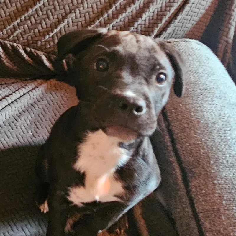 Tamsyn's Team Pup: Tilly thumbnail 5
