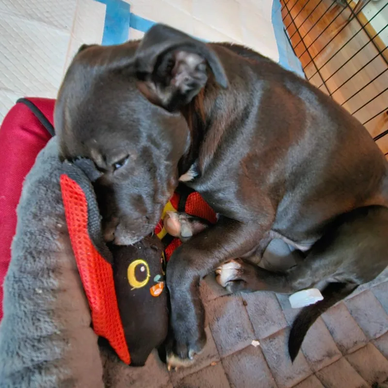 Tamsyn's Team Pup: Tilly thumbnail 6