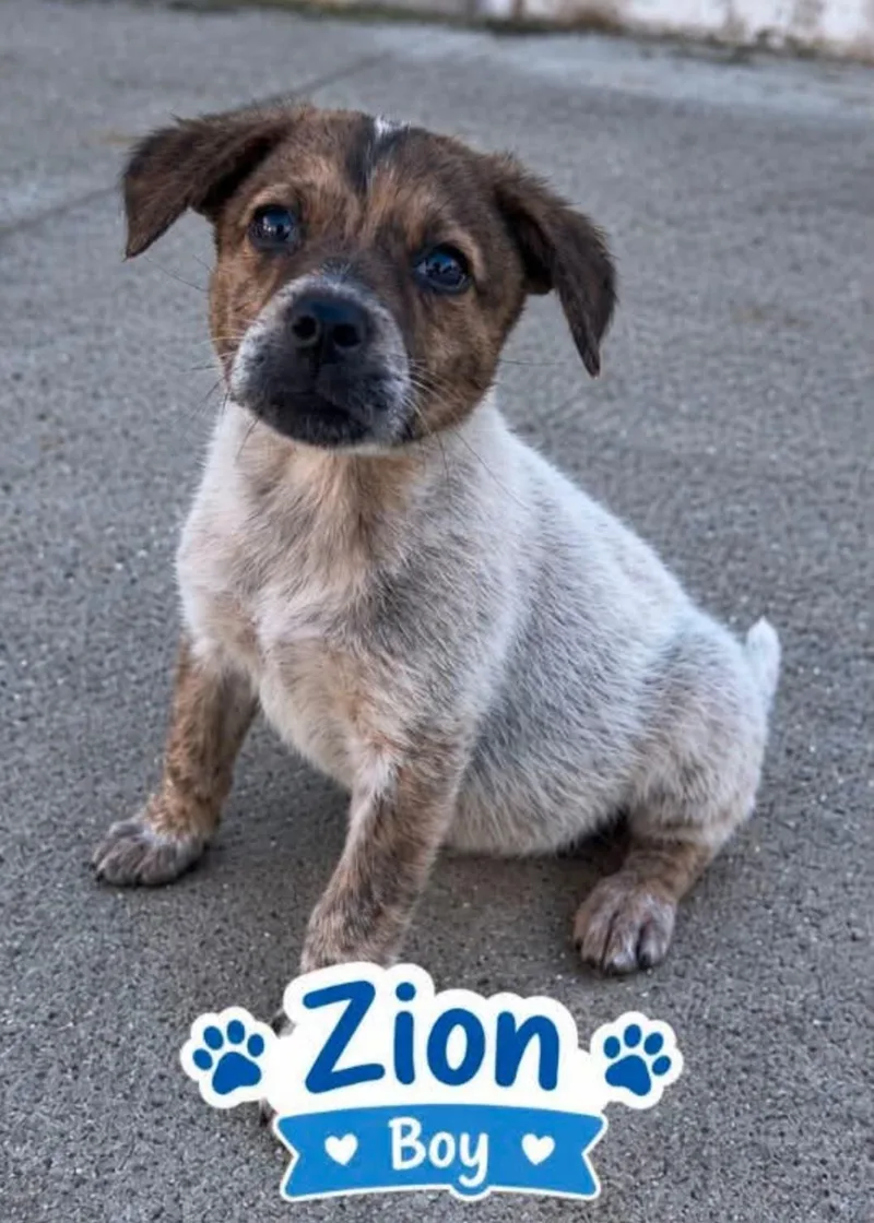 A baby small-sized male Australian Cattle Dog / Blue Heeler dog named Zion for adoption in merrillville, IN