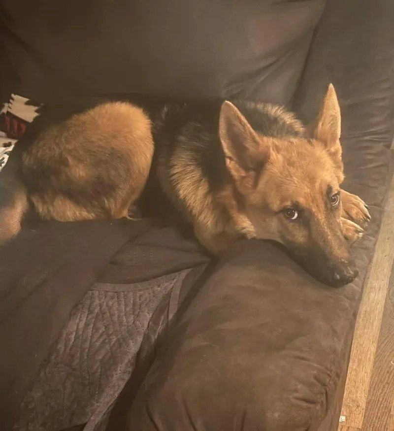 A baby large-sized female Black German Shepherd Dog dog named Butterscotch for adoption in New Rochelle, NY