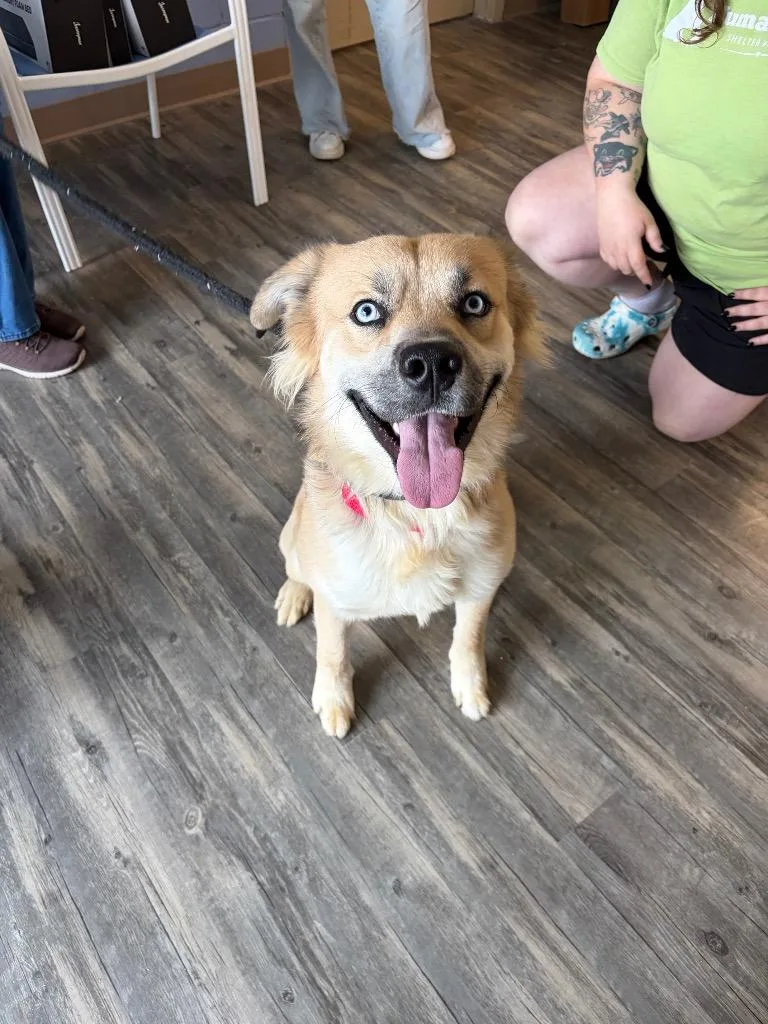 A young large-sized male Mixed Breed dog named Mac for adoption in Liverpool, NY